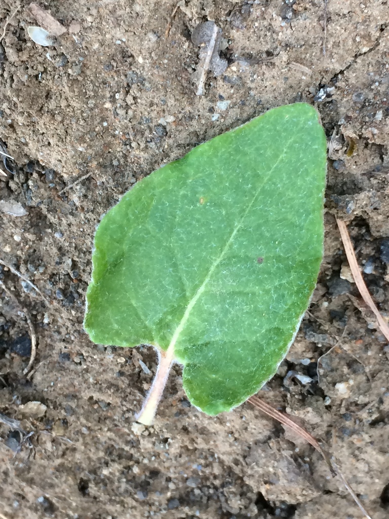 Eriogonum compositum var. compositum (Arrow-leaf wild buckwheat), native California subshrub