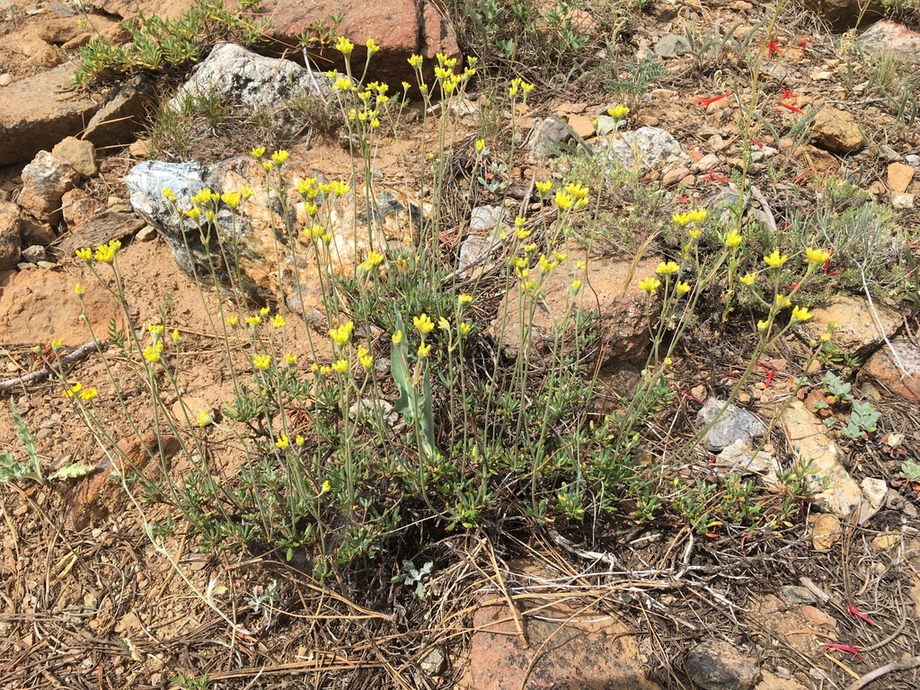 Eriogonum congdonii (Congdon's buckwheat), native California shrub