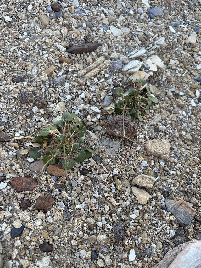 Eriogonum contiguum (Reveal's buckwheat), native California herb