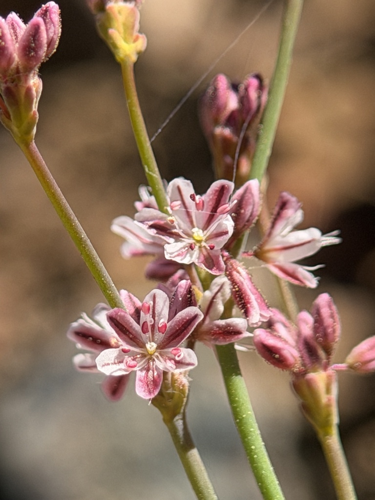 Eriogonum covilleanum (Coville's wild buckwheat), native California herb