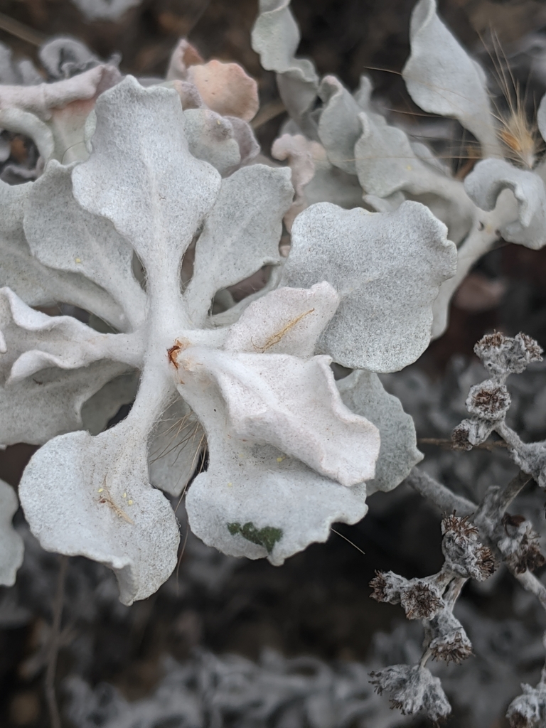 Eriogonum crocatum (Conejo buckwheat), native California shrub