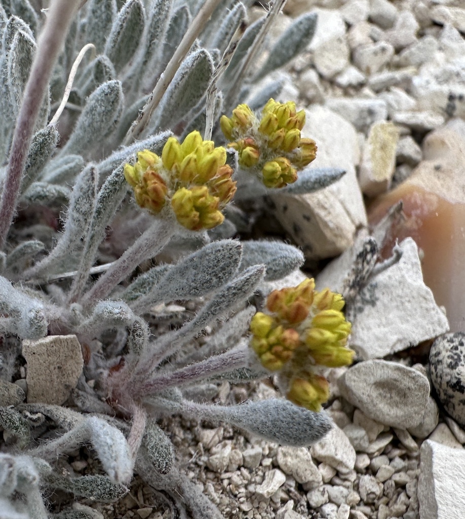 Eriogonum crosbyae (Crosby's buckwheat), California herb
