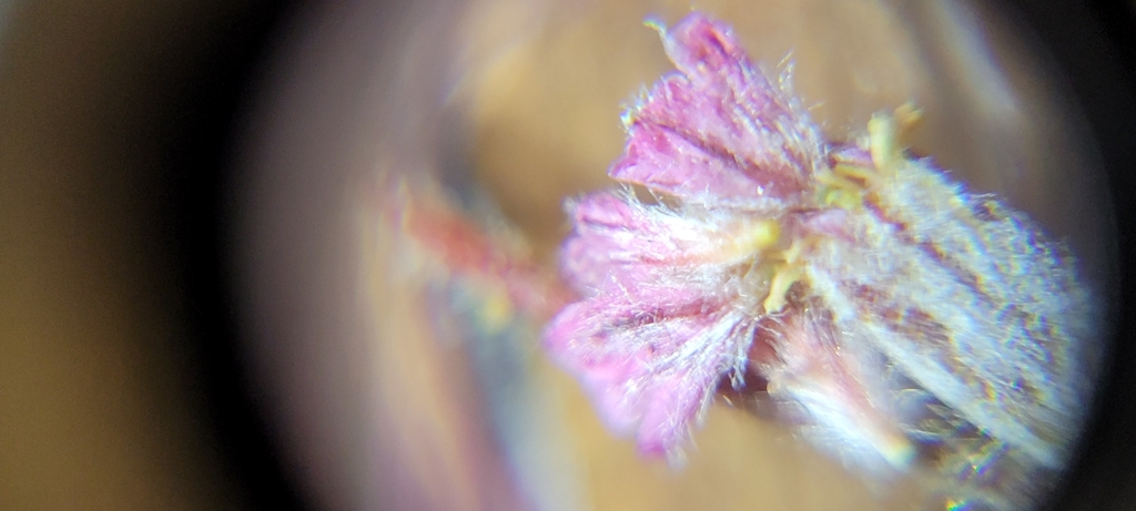 Eriogonum dasyanthemum (Chaparral wild buckwheat), native California herb