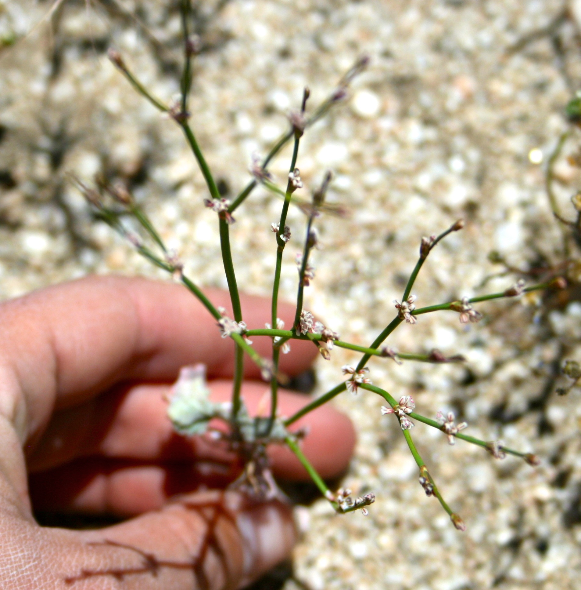 Eriogonum davidsonii (Davidson's wild buckwheat), native California herb