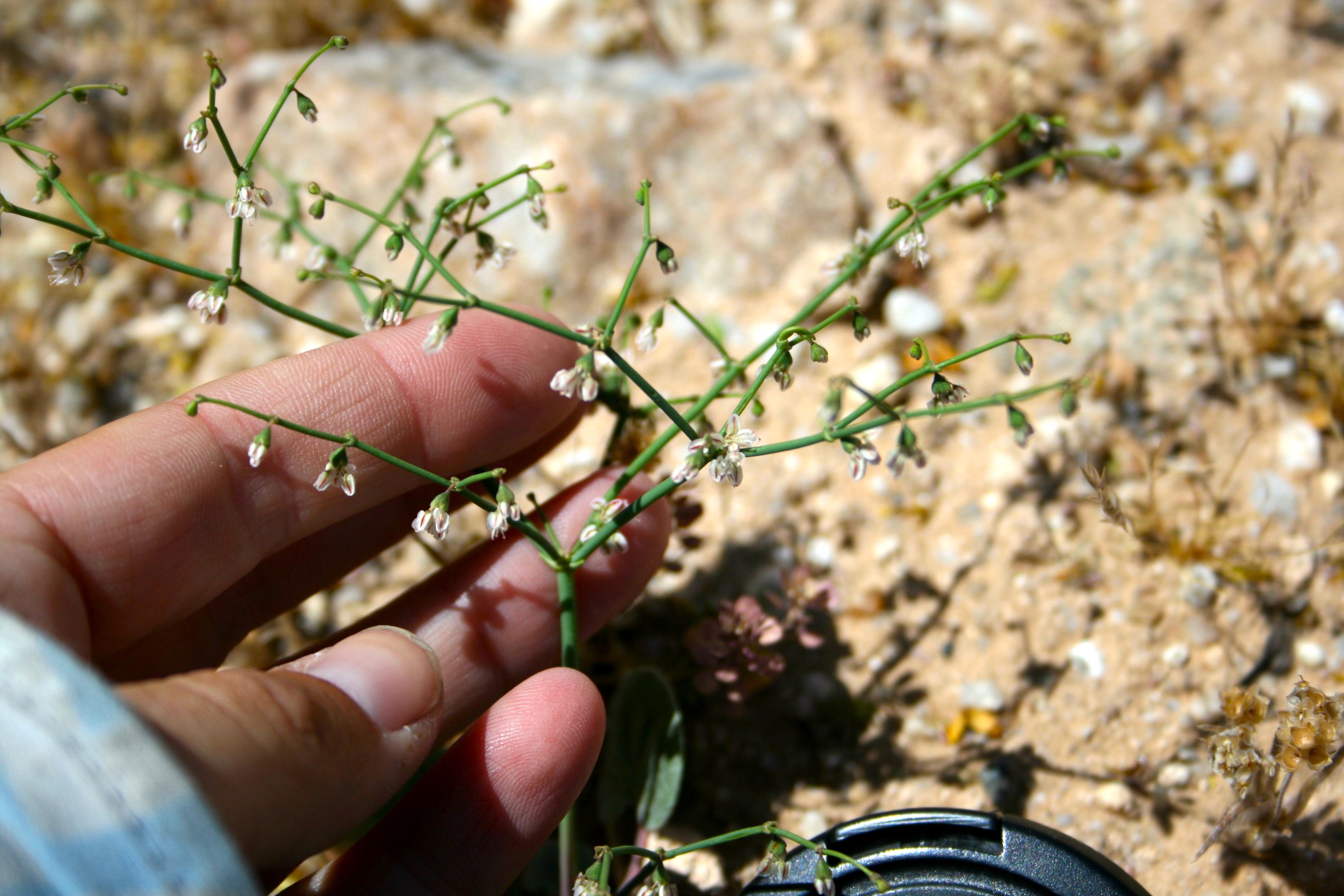 Eriogonum deflexum var. deflexum (Flat-topped skeleton weed), native California herb