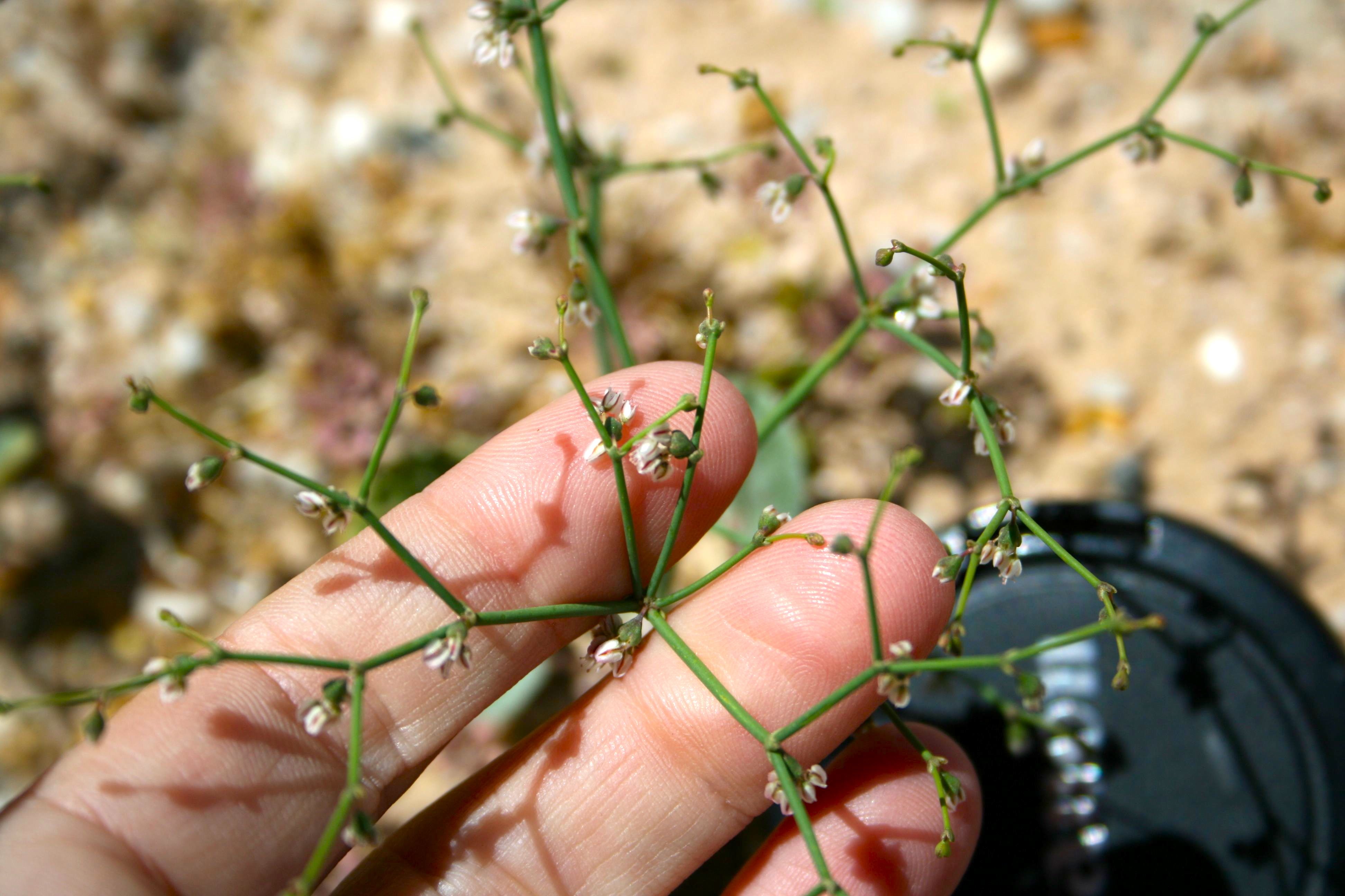 Eriogonum deflexum (Skeleton weed), native California herb