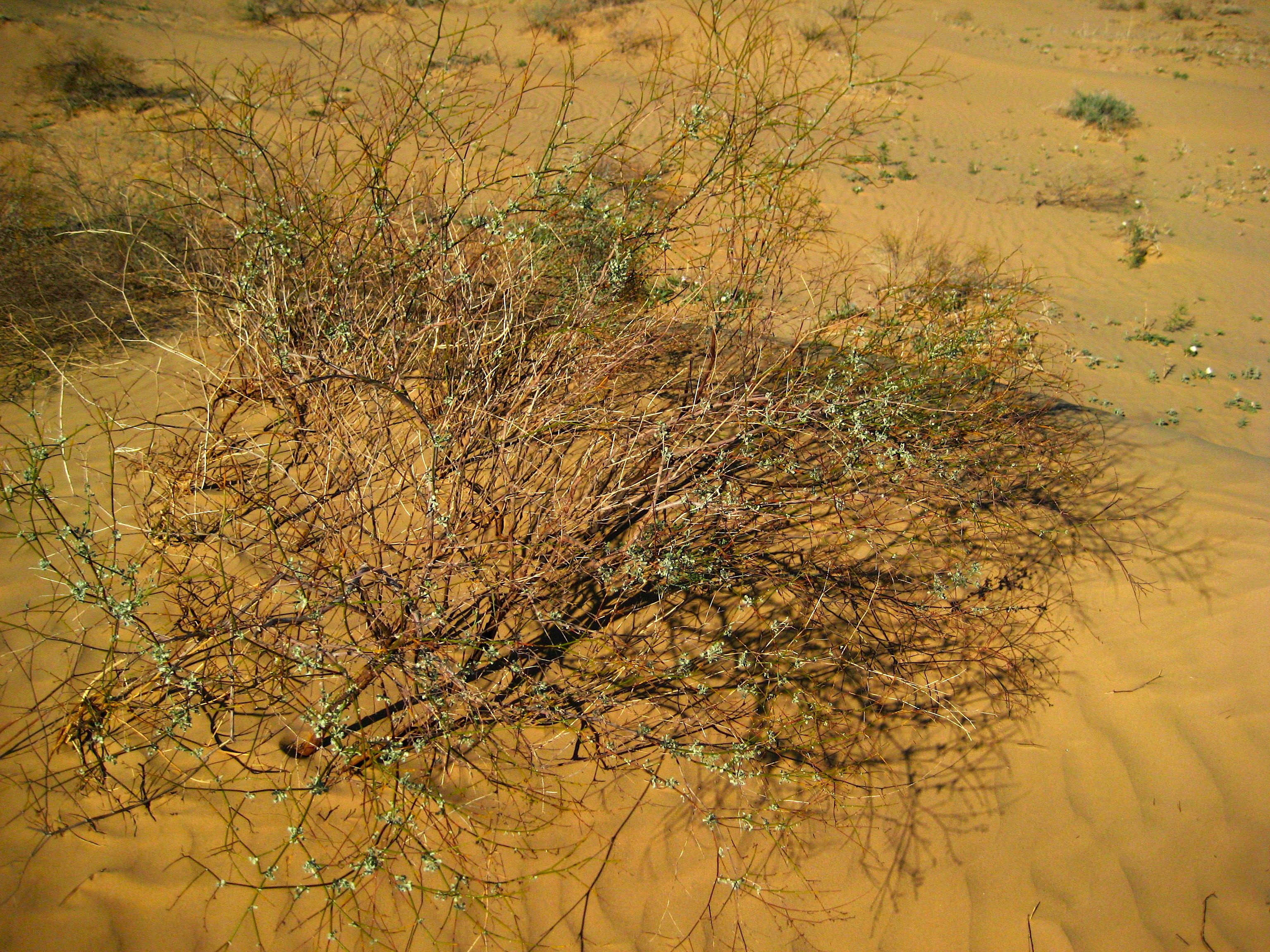 Eriogonum deserticola (Colorado desert wild buckwheat), native California shrub