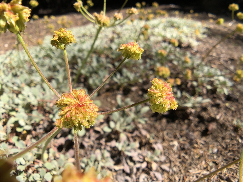 Eriogonum diclinum (Jaynes canyon buckwheat), native California subshrub