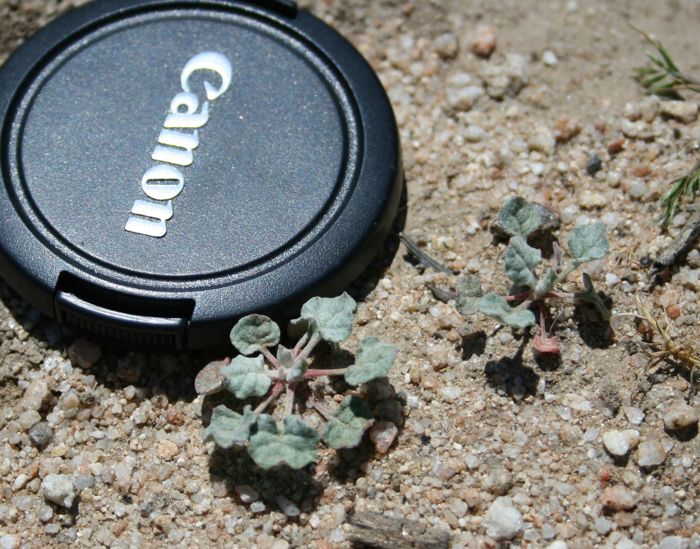 Eriogonum douglasii var. meridionale (Southern wild buckwheat), native California perennial