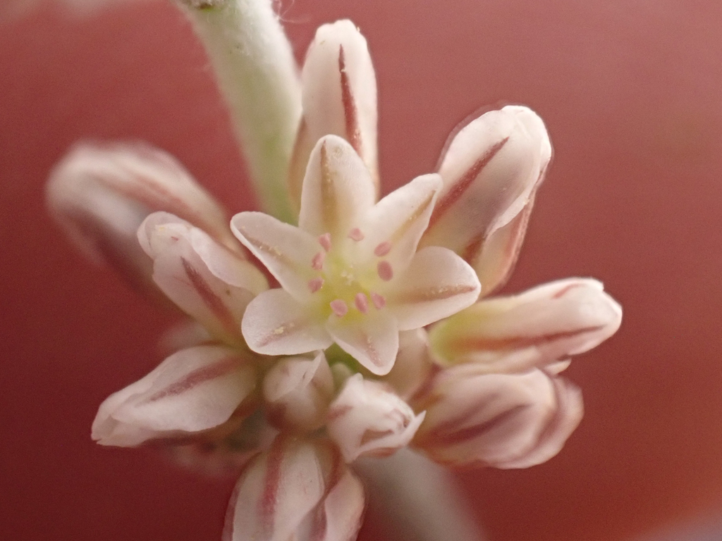 Eriogonum eastwoodianum (Eastwood's buckwheat), native California herb