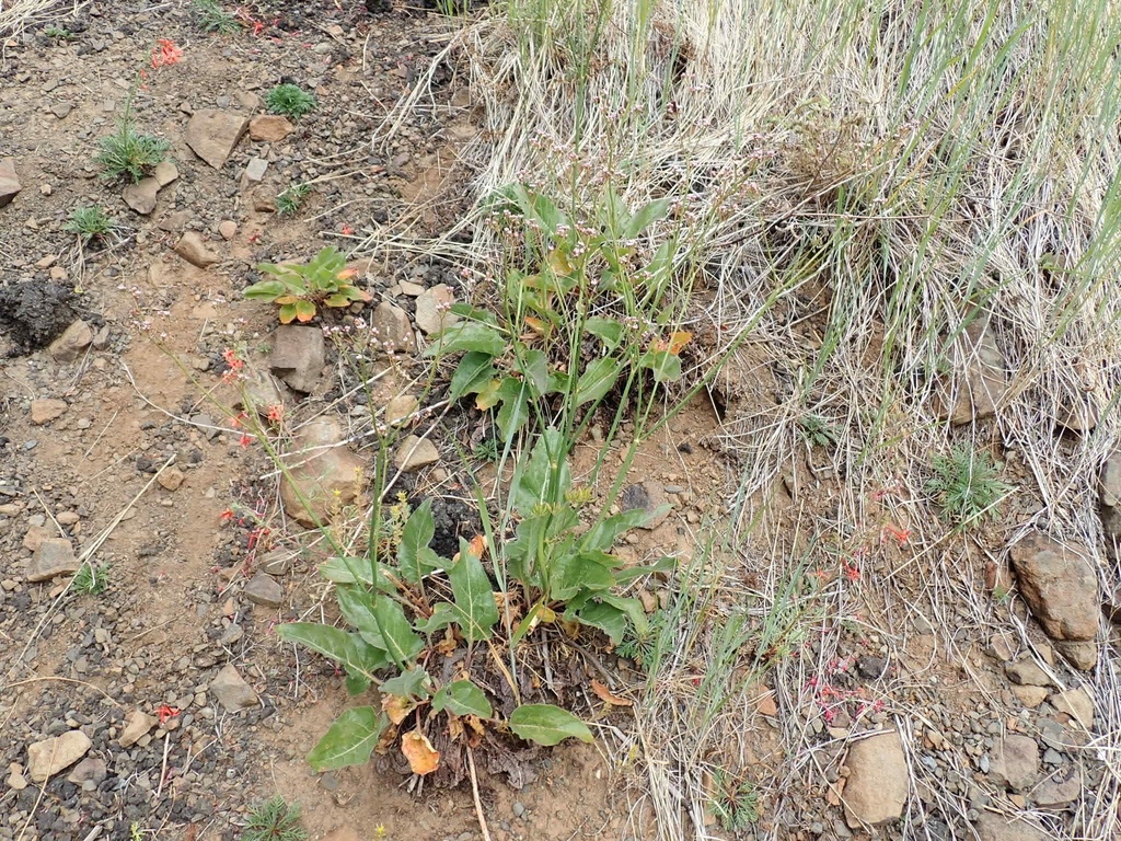 Eriogonum elatum — parent species of Eriogonum elatum var. elatum