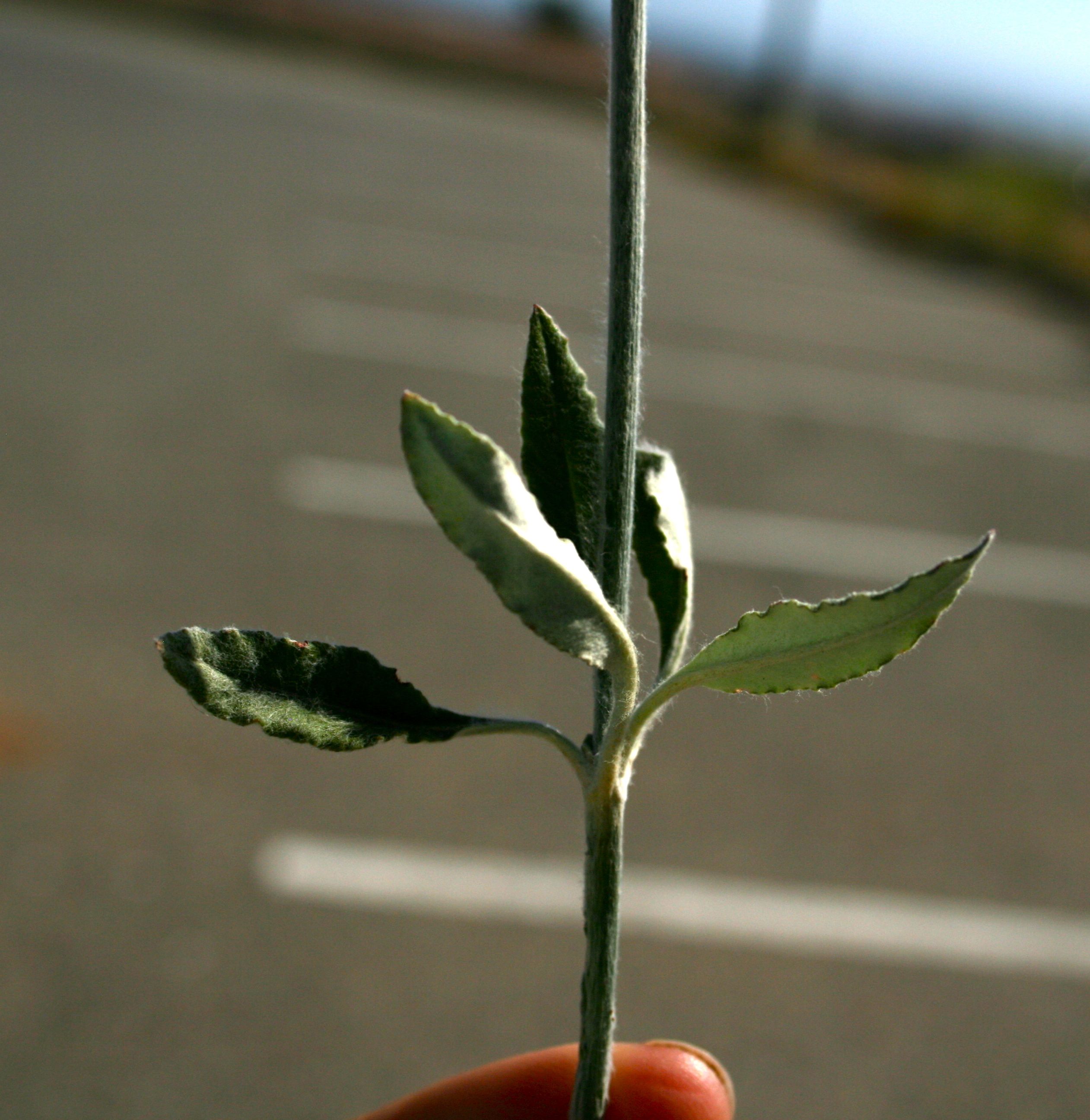 Eriogonum elongatum var. elongatum (Long-stem wild buckwheat), native California perennial