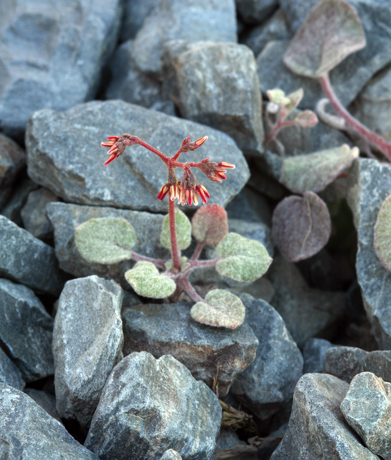 Eriogonum eremicola (Wildrose canyon buckwheat), native California herb
