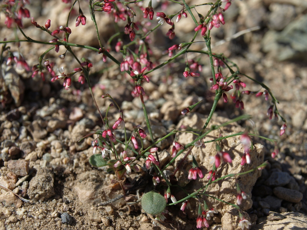 Eriogonum esmeraldense var. esmeraldense (Esmeralda wild buckwheat), native California herb