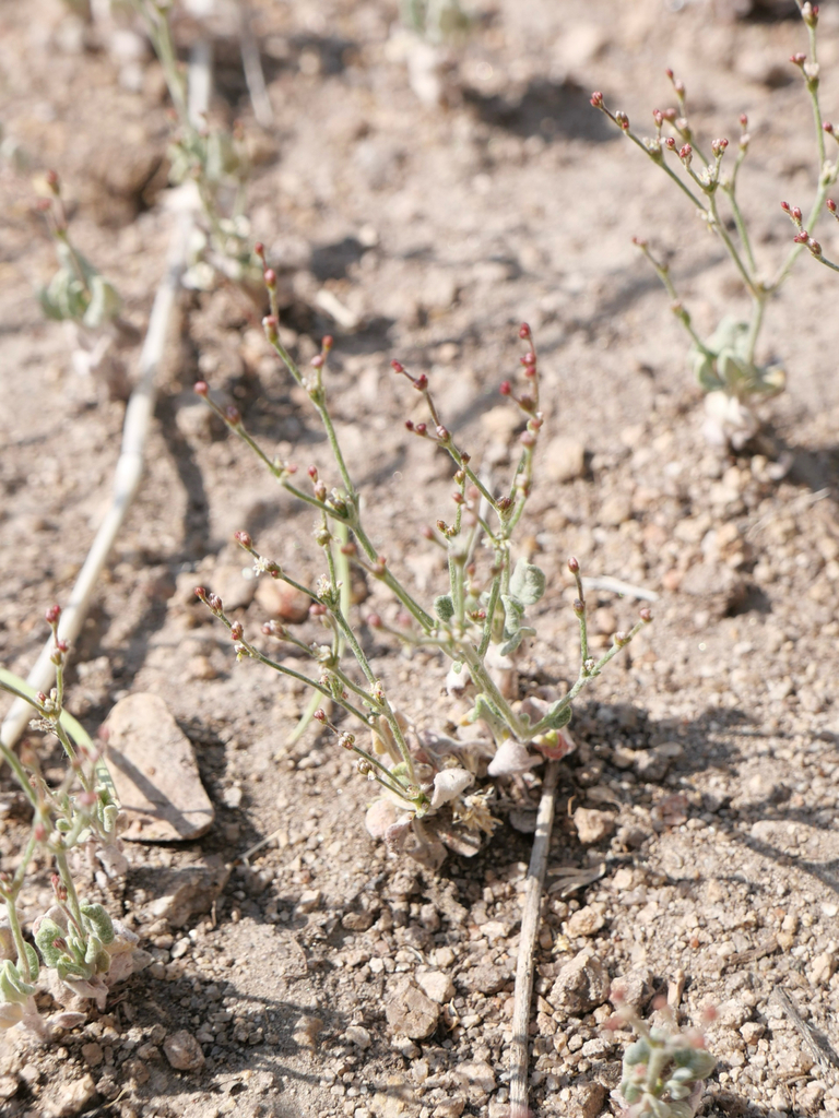 Eriogonum evanidum (Vanishing wild buckwheat), native California herb
