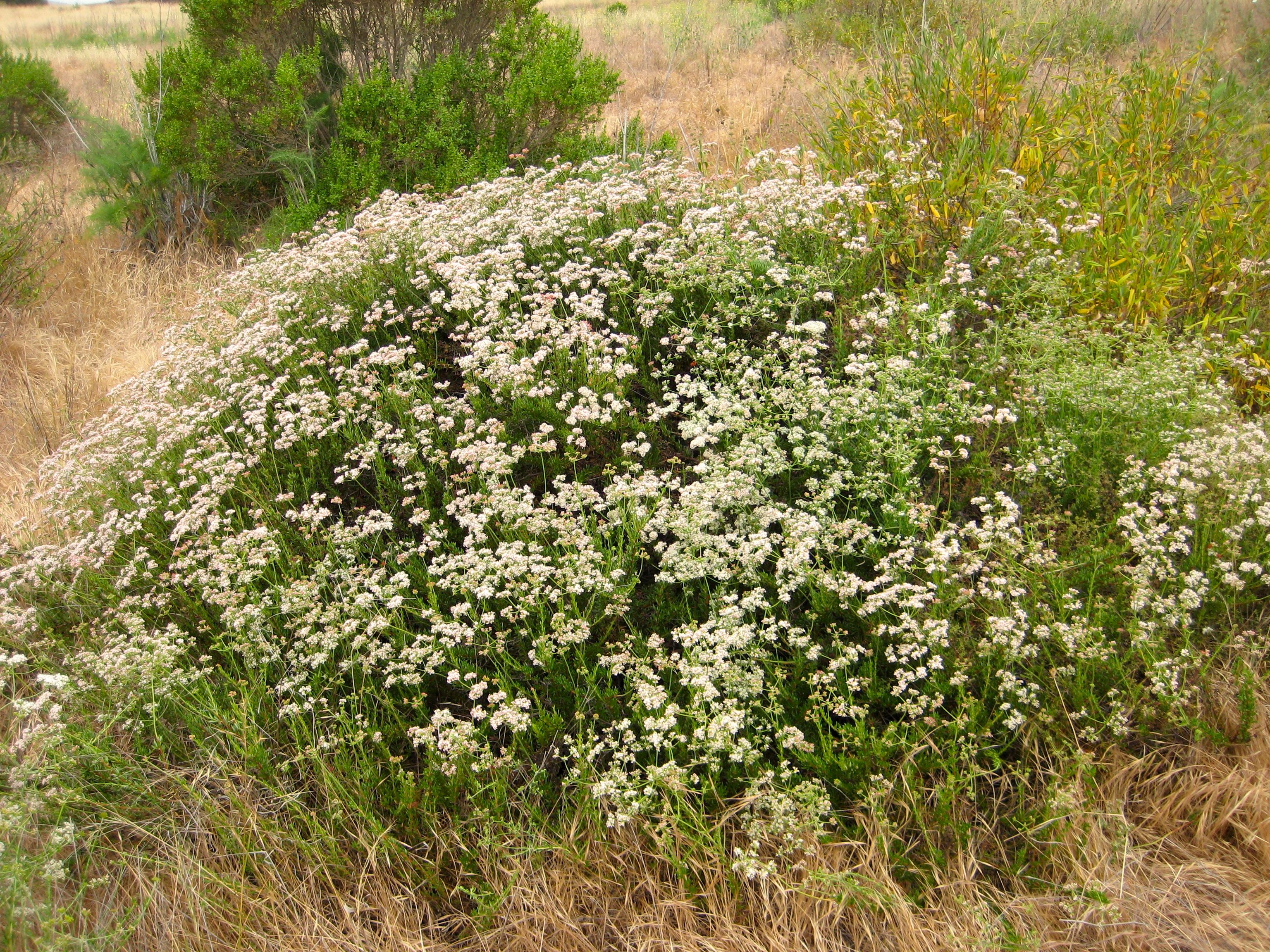 Eriogonum fasciculatum var. fasciculatum (Coastal california buckwheat), native California shrub