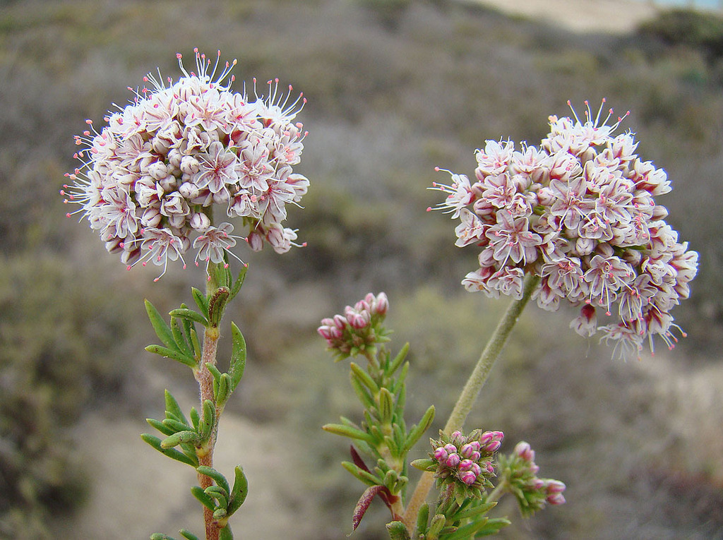 Eriogonum fasciculatum var. flavoviride (Sonoran desert california buckwheat), native California shrub