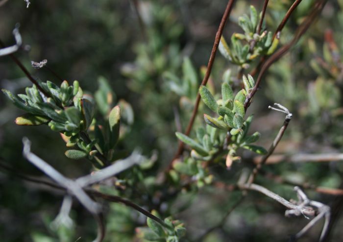 Eriogonum fasciculatum var. foliolosum (Leafy california buckwheat), native California shrub