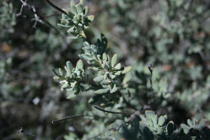 Eriogonum fasciculatum var. polifolium (Mojave desert california buckwheat), native California shrub