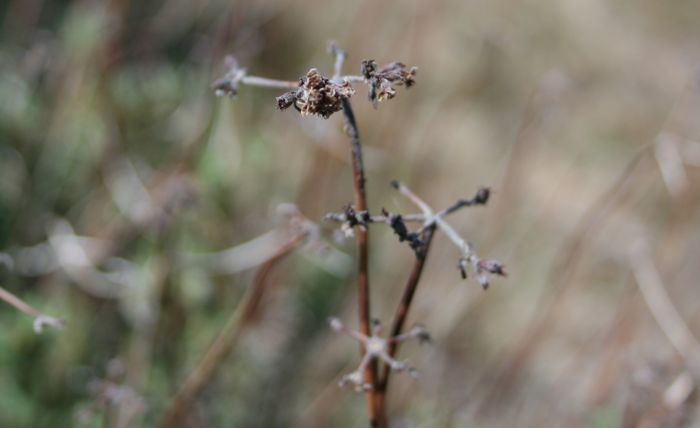 Eriogonum fasciculatum (California buckwheat), native California shrub