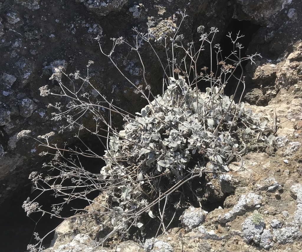 Eriogonum giganteum (St. catherine's-lace), native California shrub