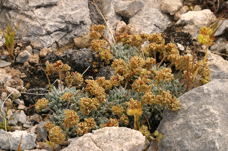 Eriogonum gilmanii (Gilman's buckwheat), native California subshrub