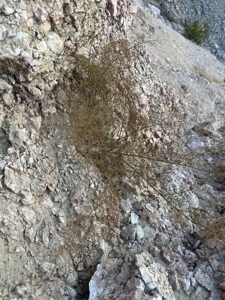 Eriogonum glandulosum (Glandular wild buckwheat), native California herb