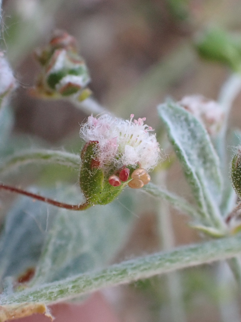 Eriogonum gossypinum (Cottony buckwheat), native California herb