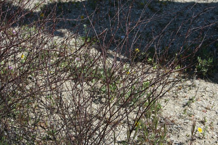 Eriogonum gracile (Slender buckwheat), native California herb