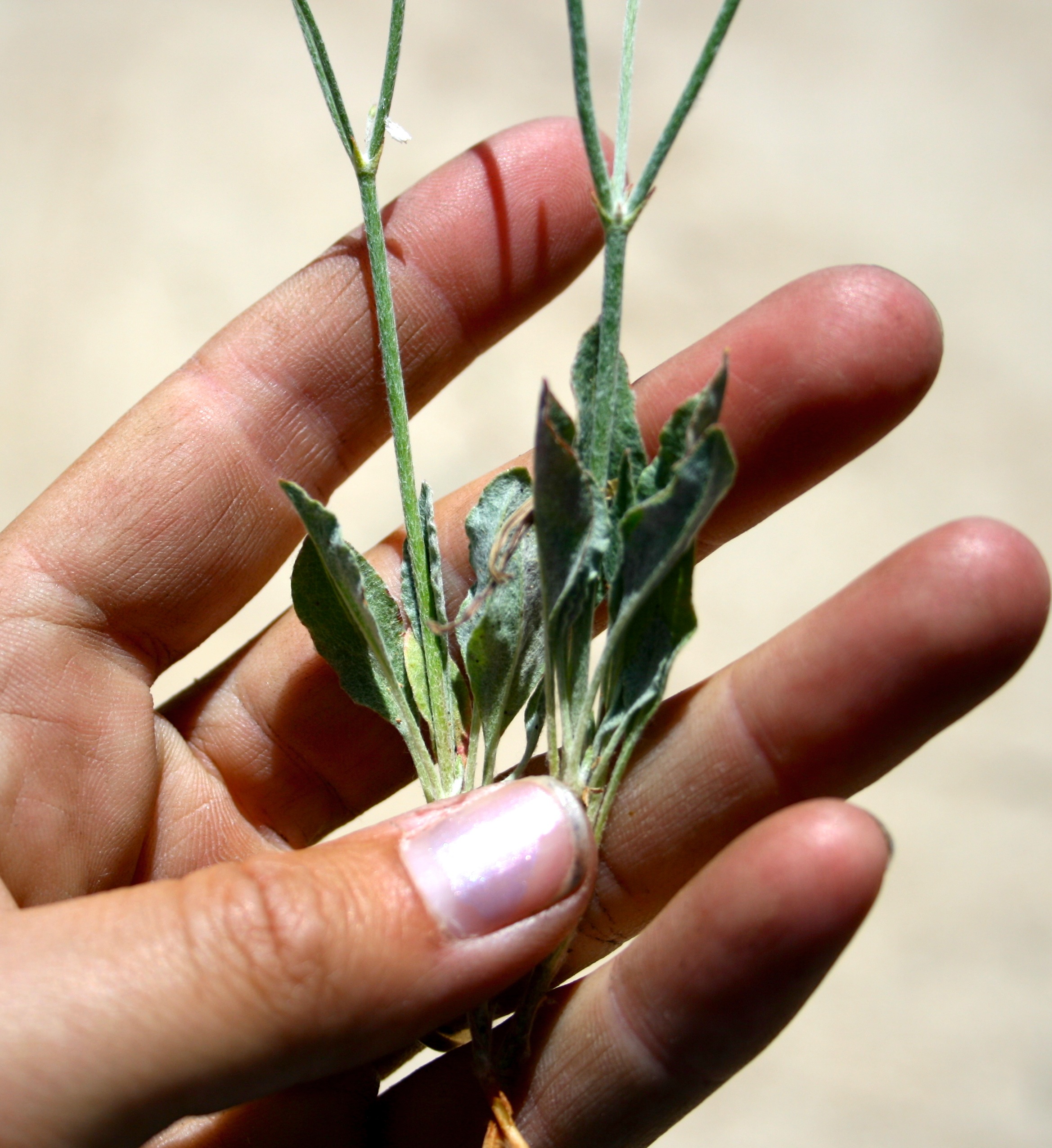 Eriogonum gracile — parent species of Eriogonum gracile var. incultum