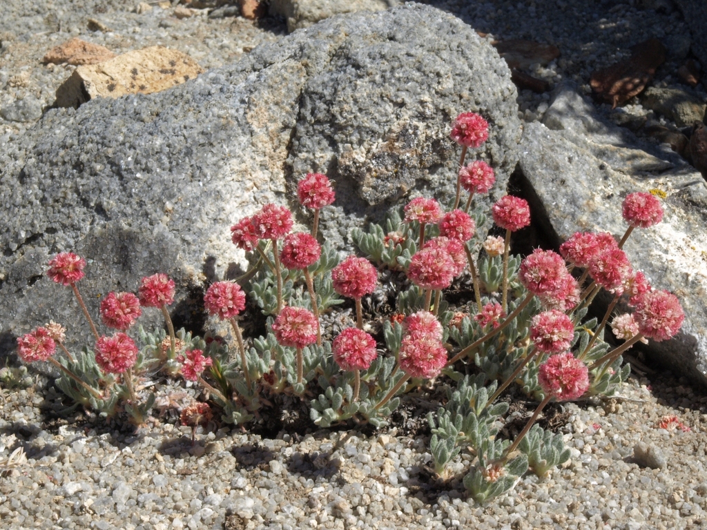 Eriogonum gracilipes (White mountains wild buckwheat), native California herb