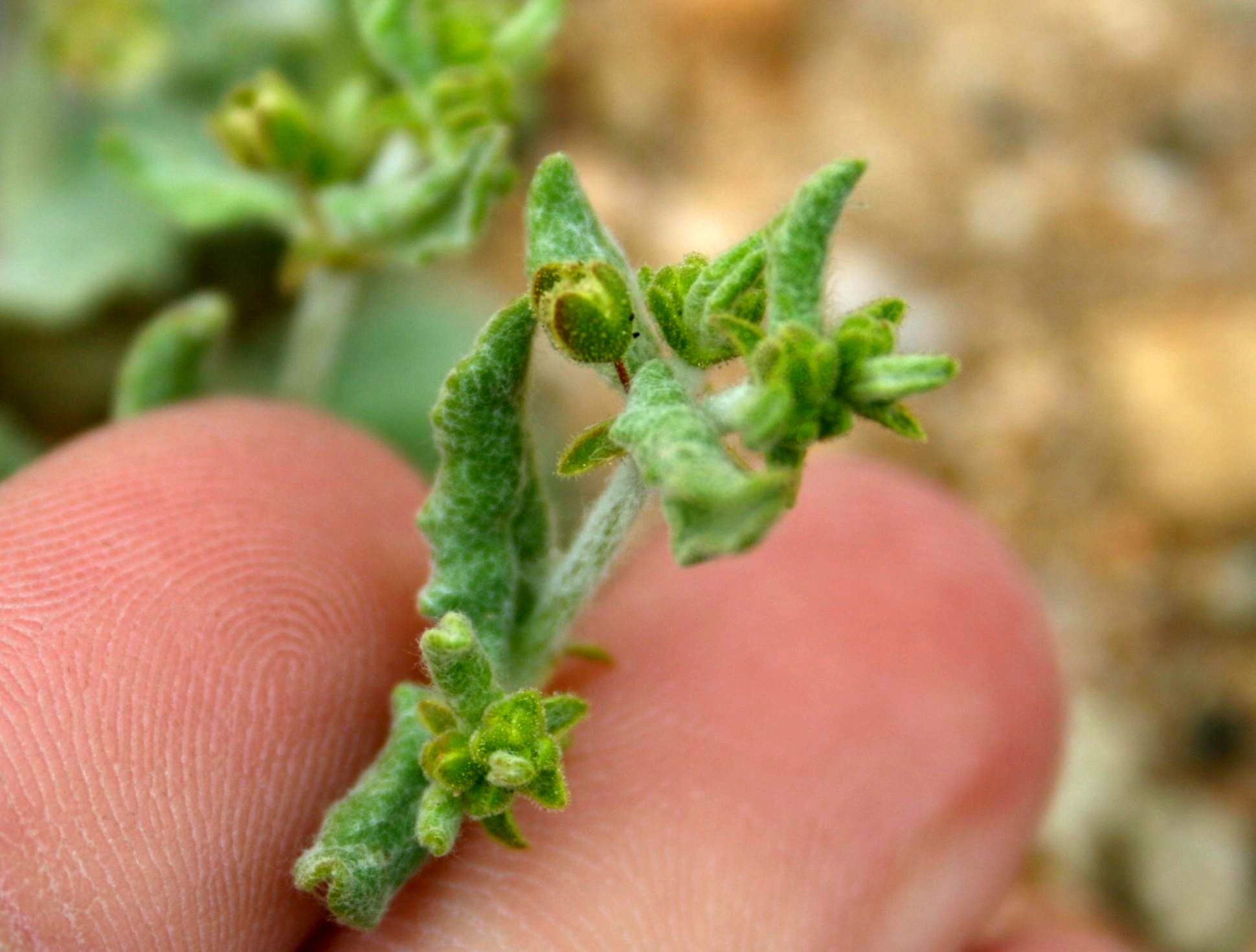 Eriogonum gracillimum (Rose-and-white wild buckwheat), native California herb