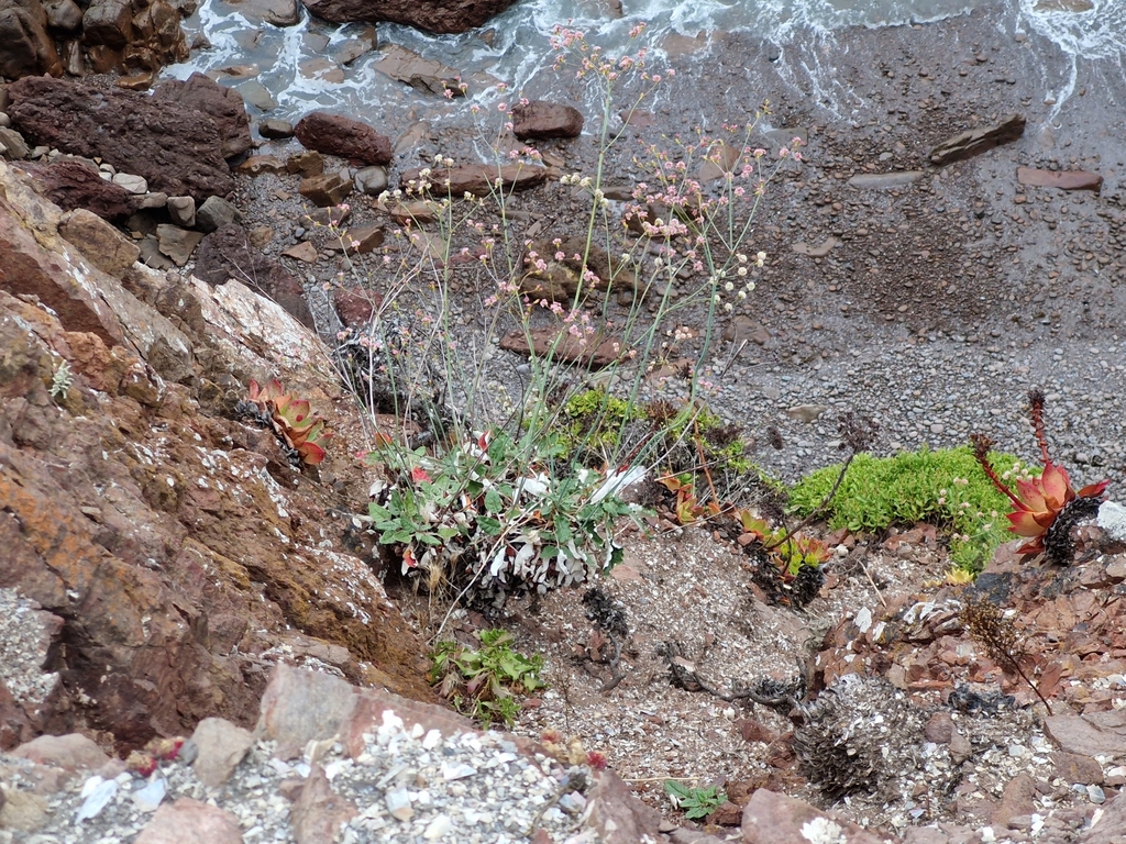 Eriogonum grande — parent species of Eriogonum grande var. timorum