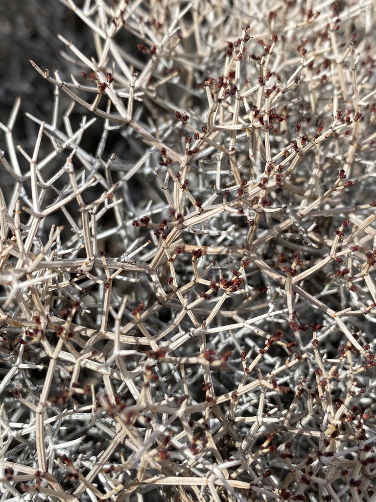 Eriogonum heermannii — parent species of Eriogonum heermannii var. occidentale