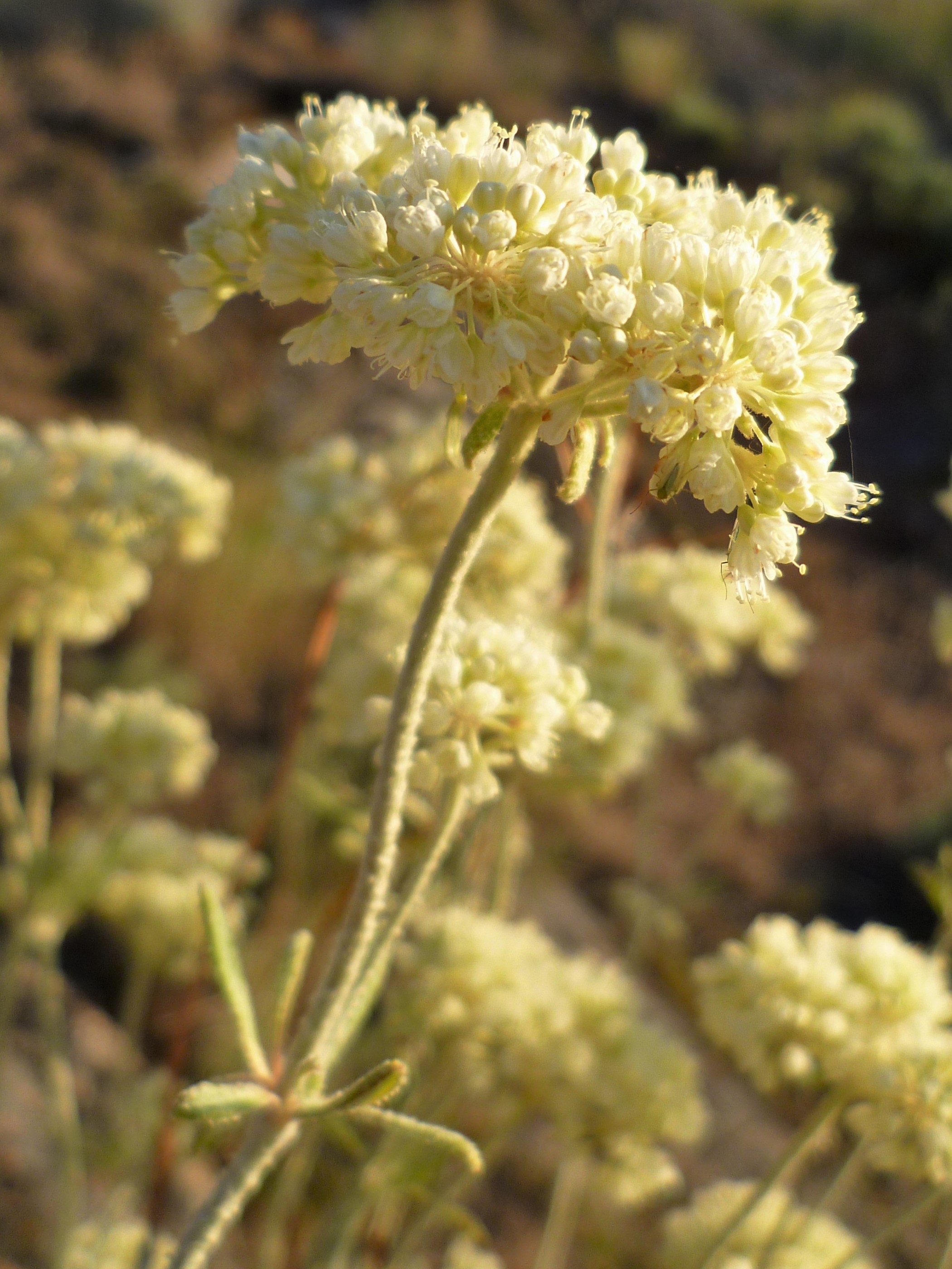 Eriogonum heracleoides var. heracleoides (Parsnip-flowered buckwheat), native California subshrub