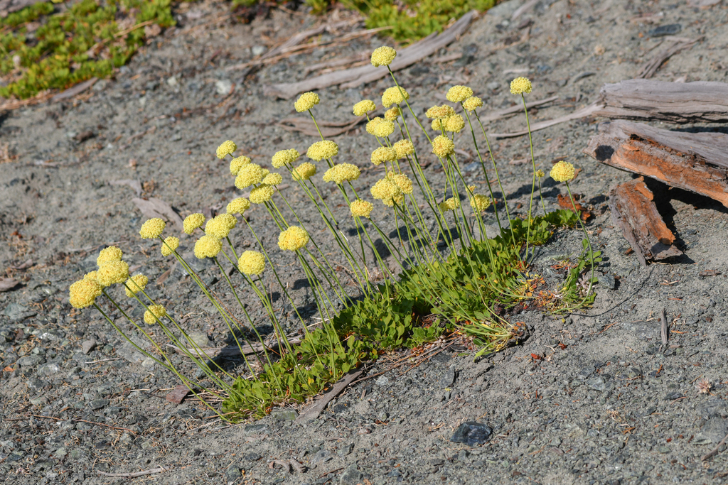 Eriogonum hirtellum (Klamath mountain buckwheat), native California subshrub