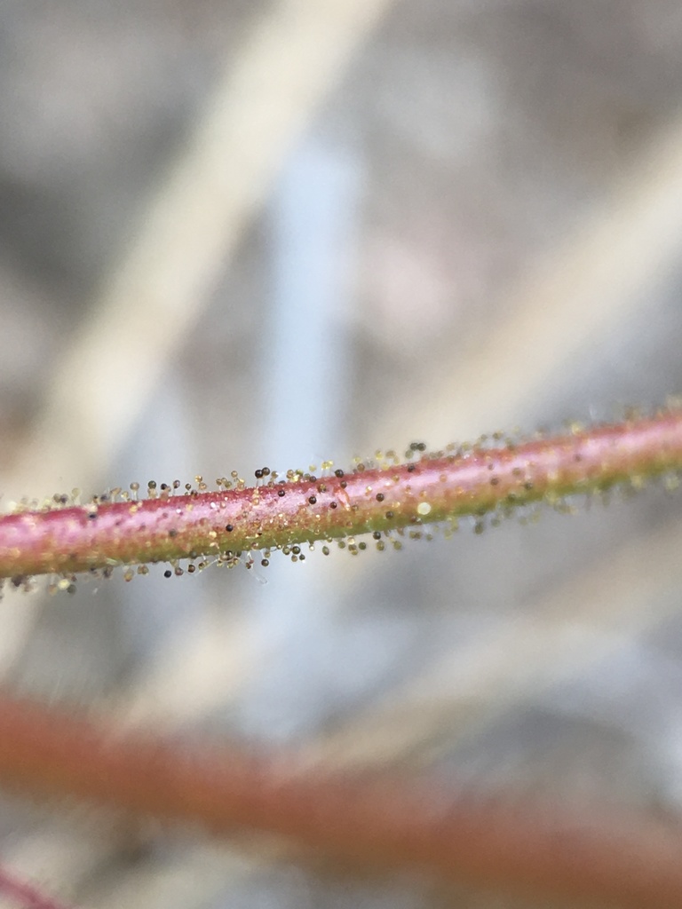 Eriogonum hirtiflorum (Hairy-flower wild buckwheat), native California herb