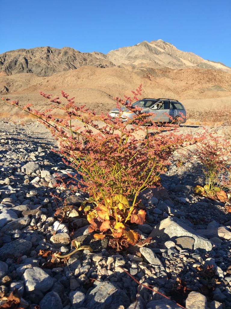 Eriogonum hoffmannii (Hoffmann's buckwheat), native California herb