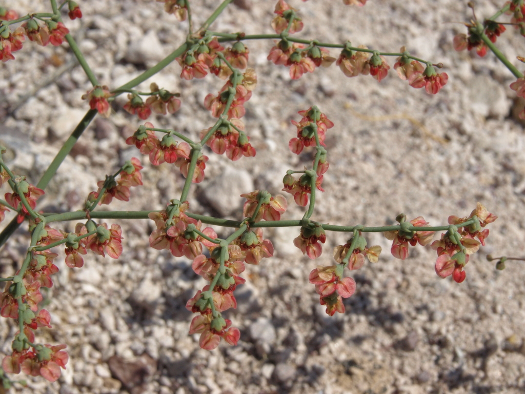 Eriogonum hookeri (Hooker's wild buckwheat), native California herb