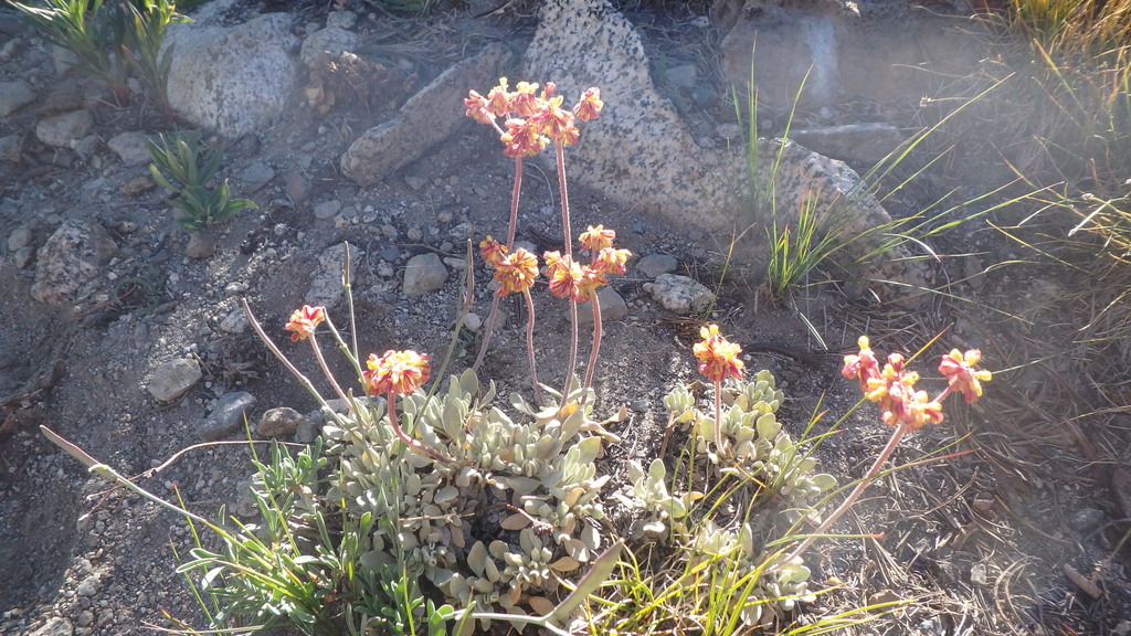 Eriogonum incanum (Frosted wild buckwheat), native California subshrub