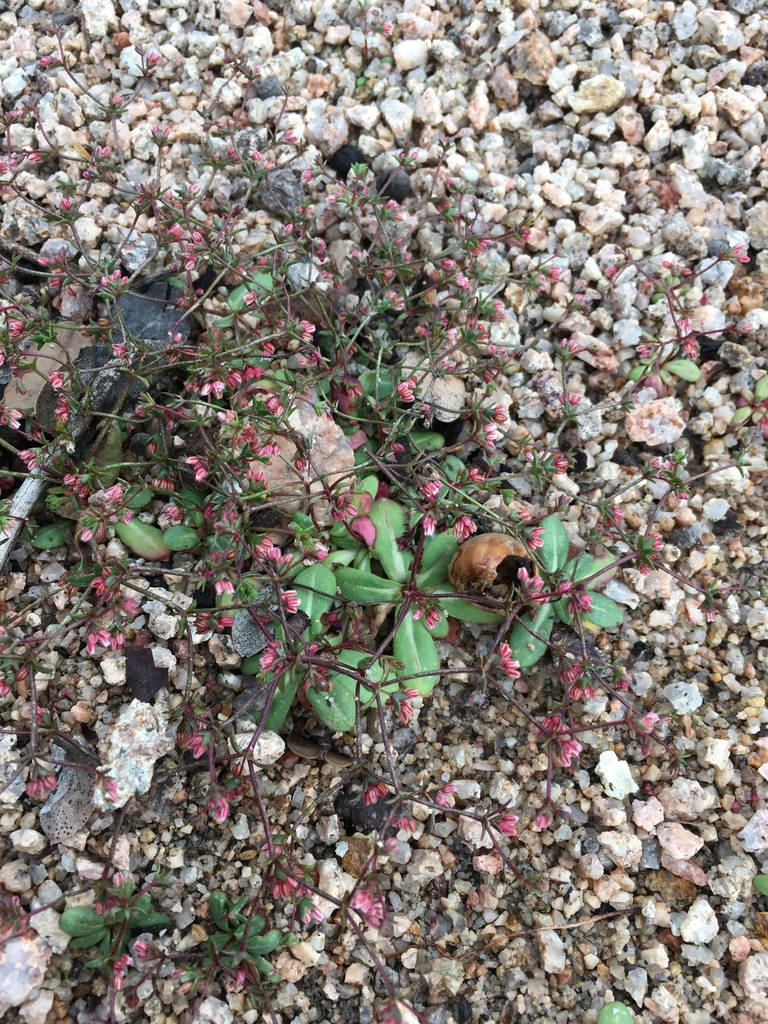 Eriogonum inerme — parent species of Eriogonum inerme var. hispidulum
