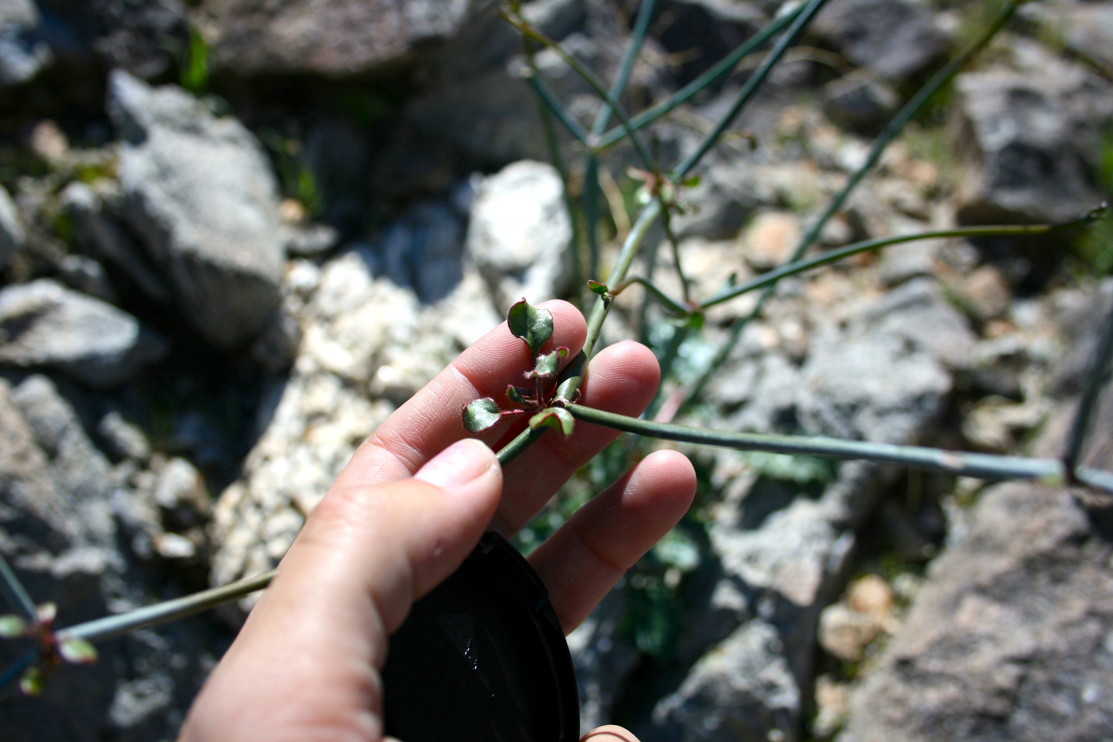 Eriogonum inflatum (Desert trumpet), native California herb