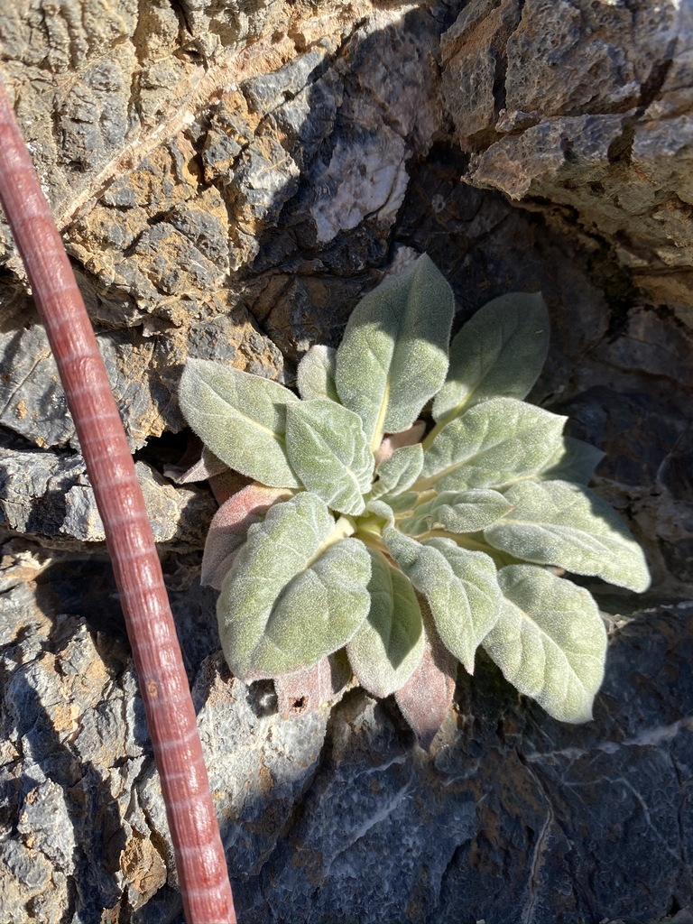 Eriogonum intrafractum (Jointed buckwheat), native California subshrub