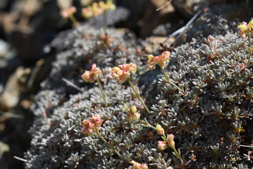 Eriogonum kelloggii (Kellogg's buckwheat), native California subshrub