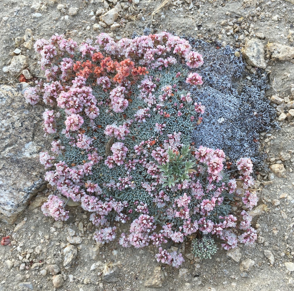 Eriogonum kennedyi — parent species of Eriogonum kennedyi var. austromontanum