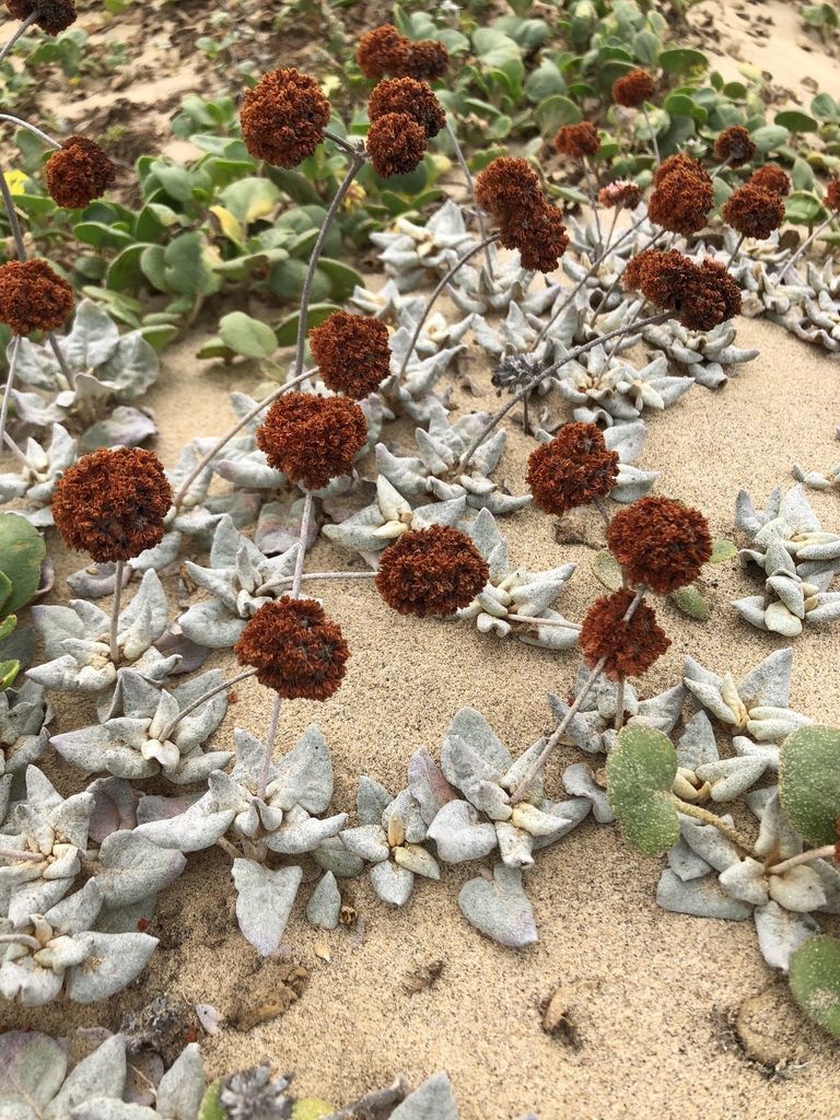 Eriogonum latifolium (Seaside wild buckwheat), native California subshrub
