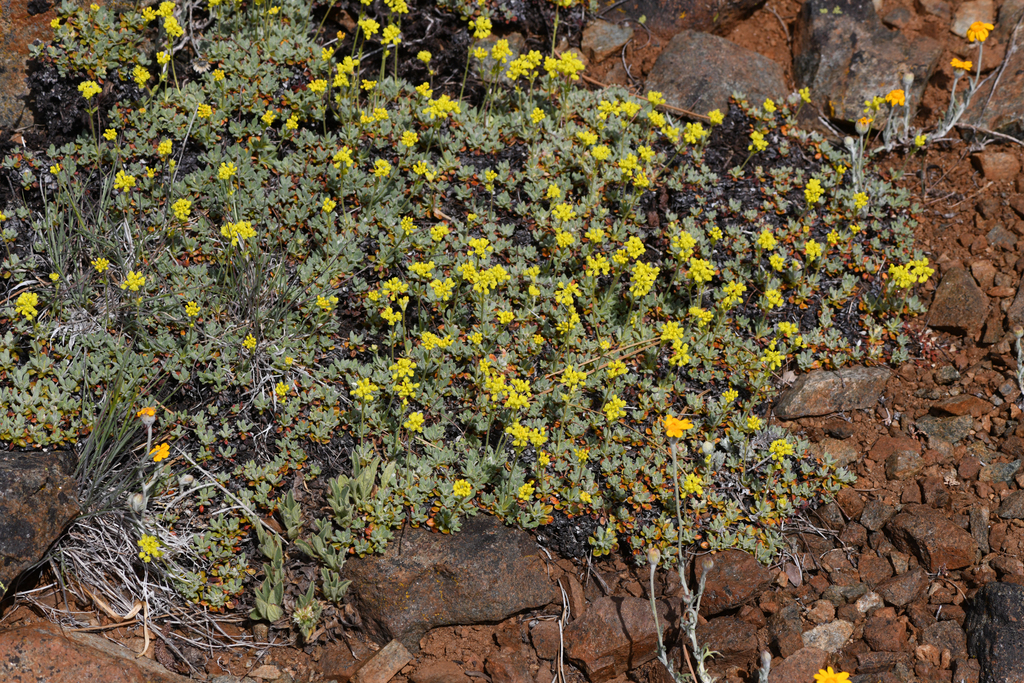 Eriogonum libertini (Dubakella mountain buckwheat), native California subshrub