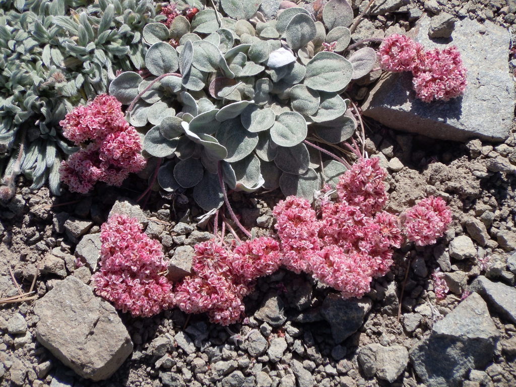 Eriogonum lobbii (Lobb's wild buckwheat), native California subshrub