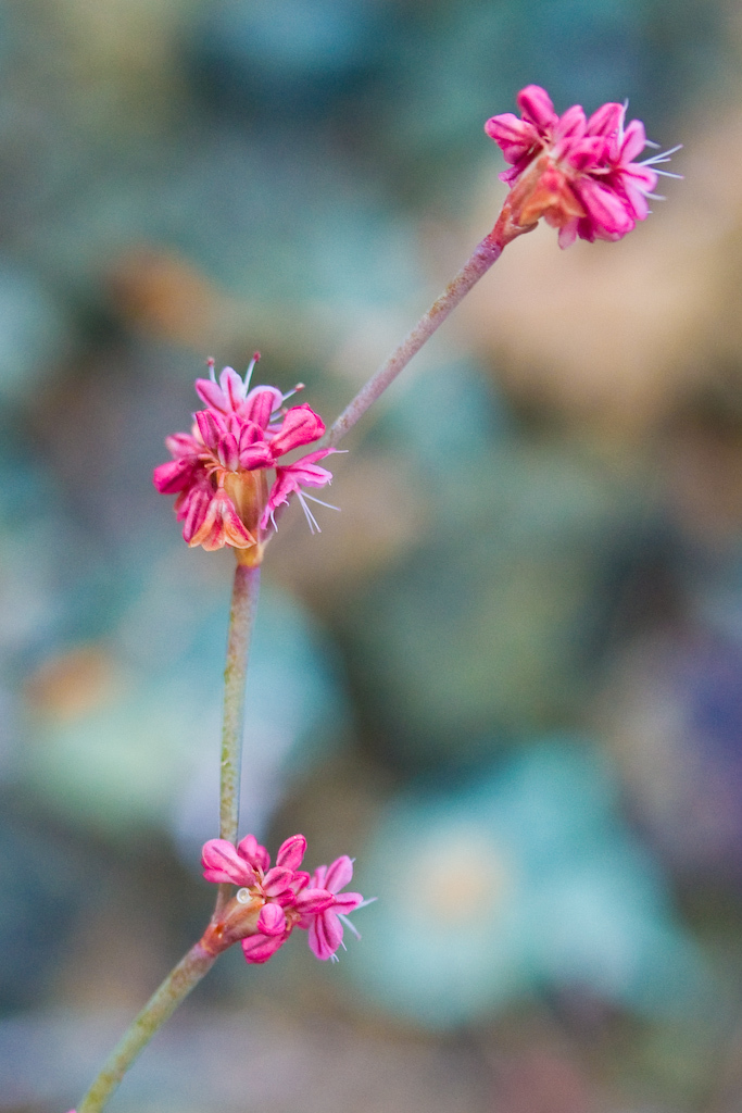 Eriogonum luteolum var. luteolum (Golden-carpet wild buckwheat), native California herb