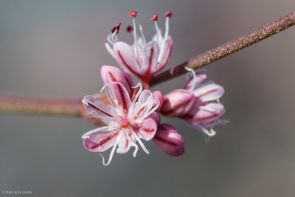 Eriogonum luteolum var. pedunculatum (Mokelumne hill wild buckwheat), native California herb